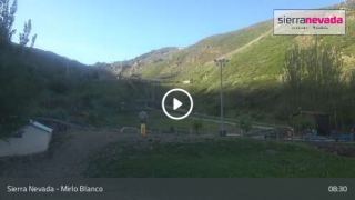 Mirlo Blanco